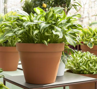 WIE GEHT... KÜBEL BEPFLANZEN? WIE GEHT... KÜBEL BEPFLANZEN?