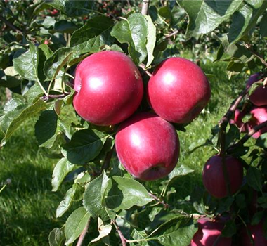 PFLANZEN FüR EIN STARKES IMMUNSYSTEM PFLANZEN FüR EIN STARKES IMMUNSYSTEM