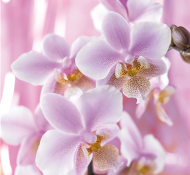 DIE TOP 8 DER WINTERBLUMEN