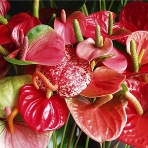 DIE TOP 8 DER WINTERBLUMEN DIE TOP 8 DER WINTERBLUMEN