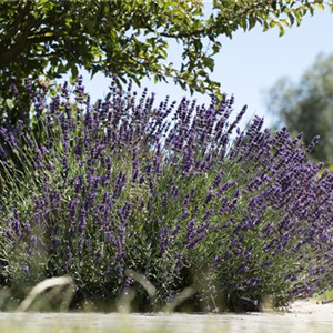LAVENDELDUFT LIEGT IN DER LUFT...