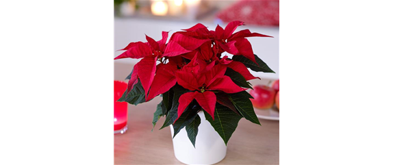 ZAUBERHAFTE WEIHNACHTSSTERNE!