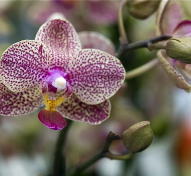 ORCHIDEEN: DIE PERLEN UNTER DEN BLüTENPFLANZEN