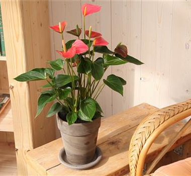 Flamingoblume - Einpflanzen in ein Gefäß