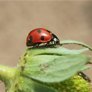 WIE GEHT... NATüRLICH GESCHüTZT?
