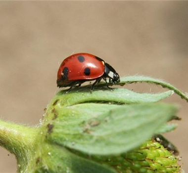 WIE GEHT... NATüRLICH GESCHüTZT?