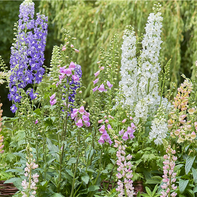 SONNENGARTEN! 