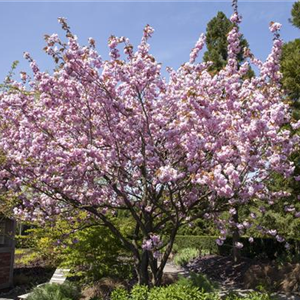 FRüHBLüHENDE GEHöLZE - DIE VORBOTEN DES FRüHLINGS