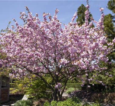 FRüHBLüHENDE GEHöLZE - DIE VORBOTEN DES FRüHLINGS