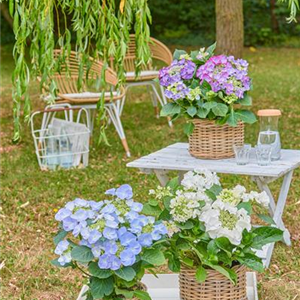 SCHATTIGES PLÄTZCHEN! GENIESSE DIE BLÜTENPRACHT. 