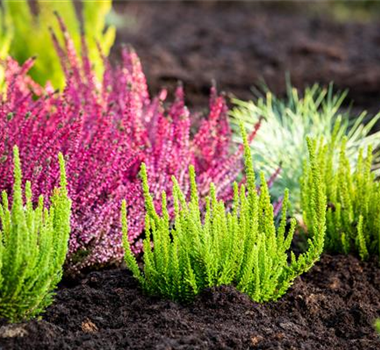 DER HEIDEGARTEN! DER HEIDEGARTEN!