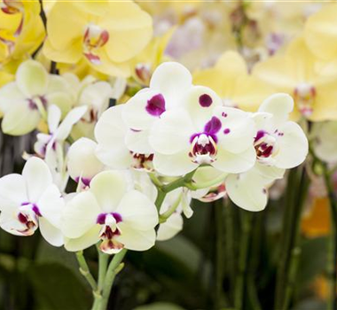 ORCHIDEEN: FREILANDAUFENTHALT IM SOMMER ORCHIDEEN: FREILANDAUFENTHALT IM SOMMER