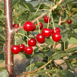 WIE GEHT... OBSTPFLANZE?