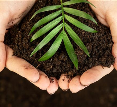 DSCHUNGEL-FEELING FÜR ZUHAUSE! DSCHUNGEL-FEELING FÜR ZUHAUSE!