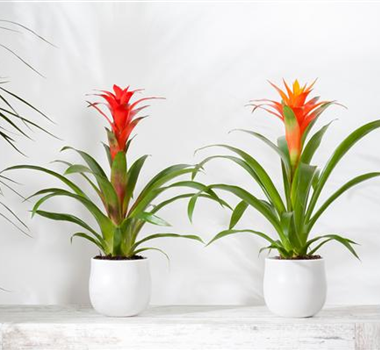 TROPENZAUBER BROMELIEN TROPENZAUBER BROMELIEN