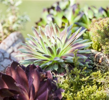 DAS SEMPERVIVUM! DAS SEMPERVIVUM!