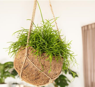 HäNGENDE ZIMMERPFLANZEN! HäNGENDE ZIMMERPFLANZEN!