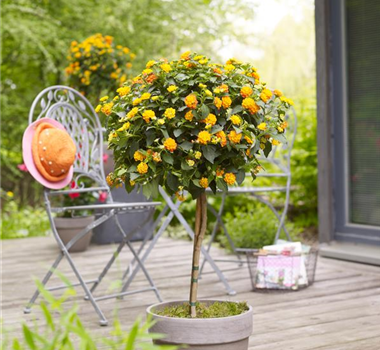 HüBSCH EINGETOPFT! HüBSCH EINGETOPFT!