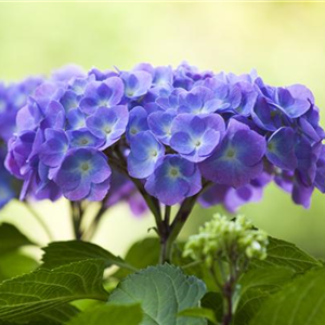 DIE HORTENSIE - DER SCHöNE GARTENKLASSIKER