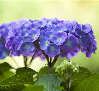 DIE HORTENSIE - DER SCHöNE GARTENKLASSIKER DIE HORTENSIE - DER SCHöNE GARTENKLASSIKER