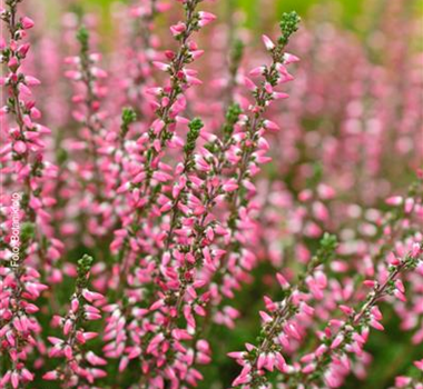 HEIDENSPASS! HEIDENSPASS!