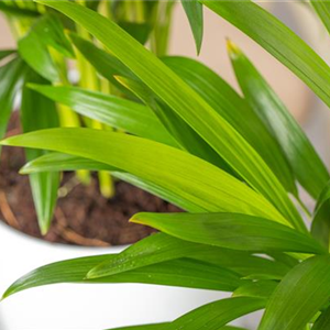 ZIMMERPFLANZEN FÜR GUTES RAUMKLIMA