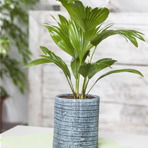 PALMEN FüR DIE WOHNUNG