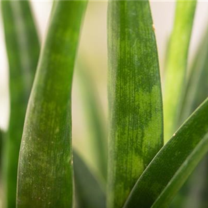 STARK. STäRKER. BOGENHANF!