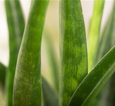 STARK. STäRKER. BOGENHANF!