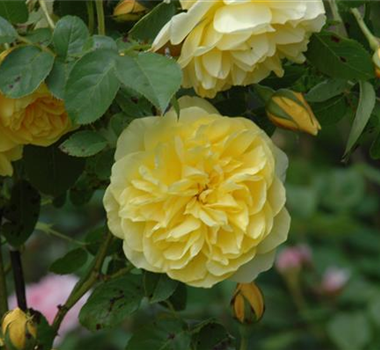 IDEEN FÜR DIE TERRASSEN–KÜBEL IDEEN FÜR DIE TERRASSEN–KÜBEL