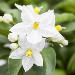 DER SOMMERJASMIN!