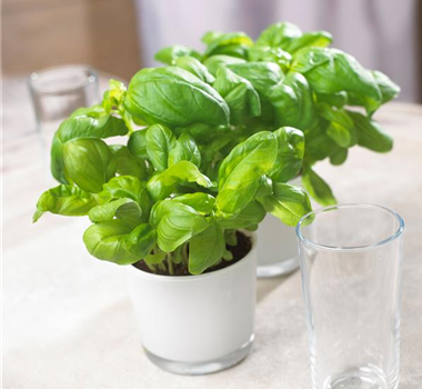 KüCHENFREUNDE! KüCHENFREUNDE!