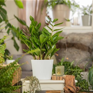 ZAMIOCULCAS - BESONDERS PFLEGELEICHT!