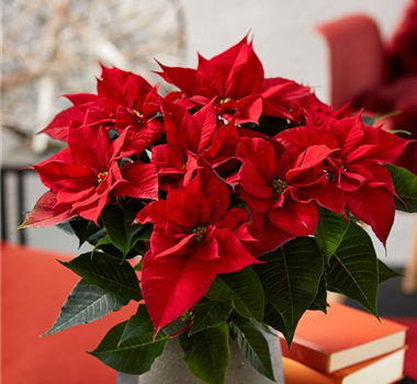 WIE GEHT... WEIHNACHTSSTERN PFLEGEN?