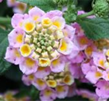 FARBSPIELE! FARBSPIELE!