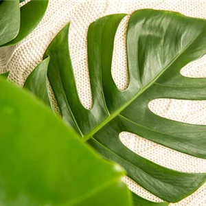 WIE GEHT... DER TREND "URBANES GRÜN"?