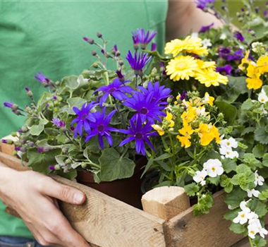 BUNTE PFLANZIDEEN BUNTE PFLANZIDEEN