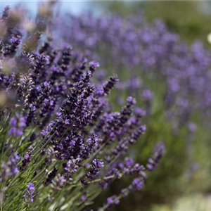 AROMATISCHE PFLANZIDEEN