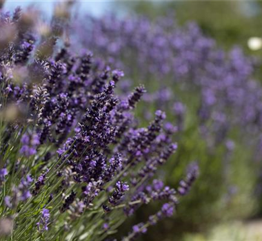 AROMATISCHE PFLANZIDEEN AROMATISCHE PFLANZIDEEN