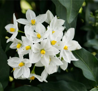 WEISSE PFLANZIDEEN WEISSE PFLANZIDEEN