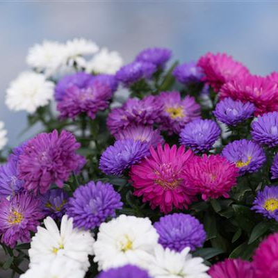 ASTER