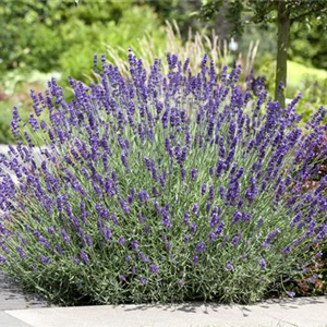 PFLANZE DES MONATS JUNI: LAVENDEL