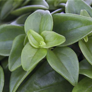 TOP 5 BÜROPFLANZEN!