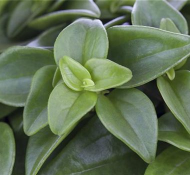 TOP 5 BÜROPFLANZEN! TOP 5 BÜROPFLANZEN!