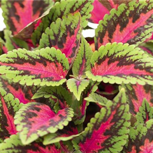 ROSA-PINKE PFLANZIDEEN