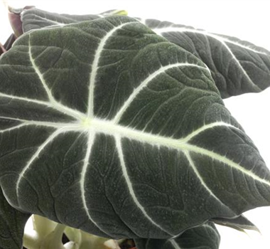 IN DIE TöPFE, FERTIG, LOS!