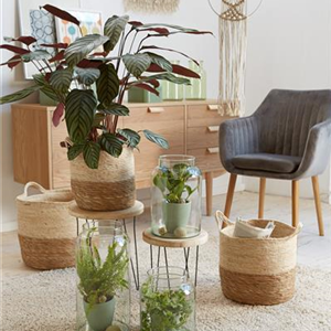 RAUMKLIMA MIT ZIMMERPFLANZEN!