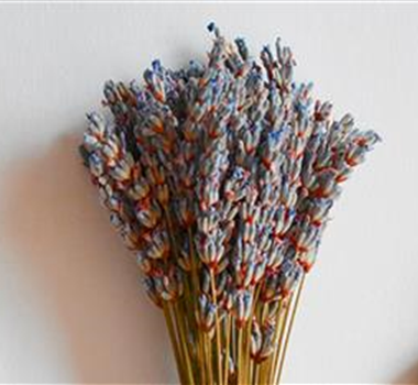 TROCKENBLUMEN! TROCKENBLUMEN!