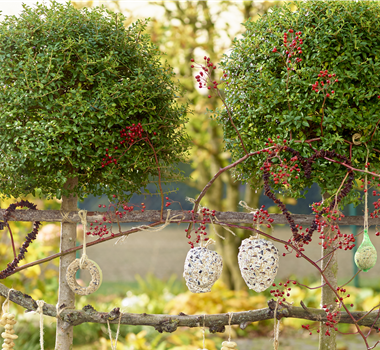 LECKERBISSEN FüR VöGEL LECKERBISSEN FüR VöGEL
