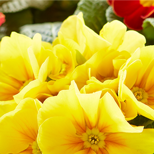 JECKE PFLANZEN UND DEKO